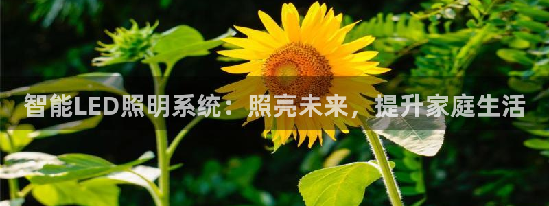 云顶电子游戏app