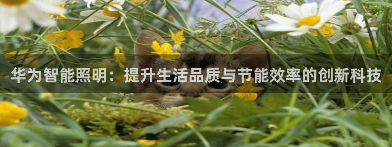 云顶国际提现失败怎么办